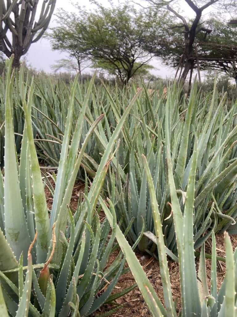 aloe plantation
